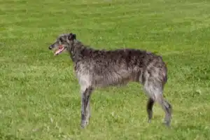 Read more about the article Crescător de Deerhound