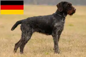 Read more about the article Deutsch Drahthaar crescători și căței în Germania