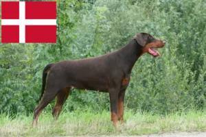 Read more about the article Doberman crescători și căței în Danemarca