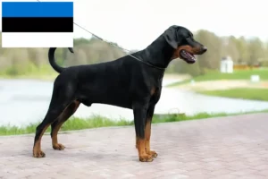 Read more about the article Doberman crescători și căței în Estonia