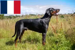 Read more about the article Doberman crescători și căței în Franța