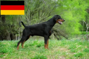 Read more about the article Dobermann crescători și căței în Germania