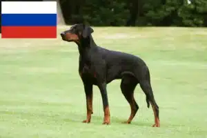 Read more about the article Doberman crescători și căței în Rusia