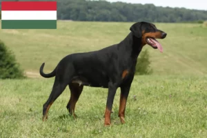 Read more about the article Doberman crescători și căței în Ungaria