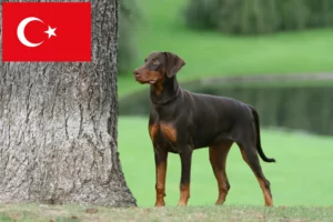 Read more about the article Doberman crescători și căței în Turcia