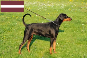 Read more about the article Doberman crescători și căței în Letonia