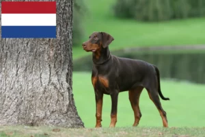 Read more about the article Doberman crescători și căței în Olanda