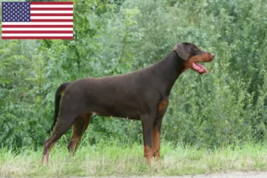 Read more about the article Doberman crescători și căței în SUA