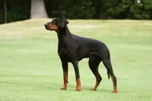 Read more about the article Doberman crescător