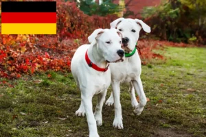 Read more about the article Dogo Argentino crescători și căței în Germania