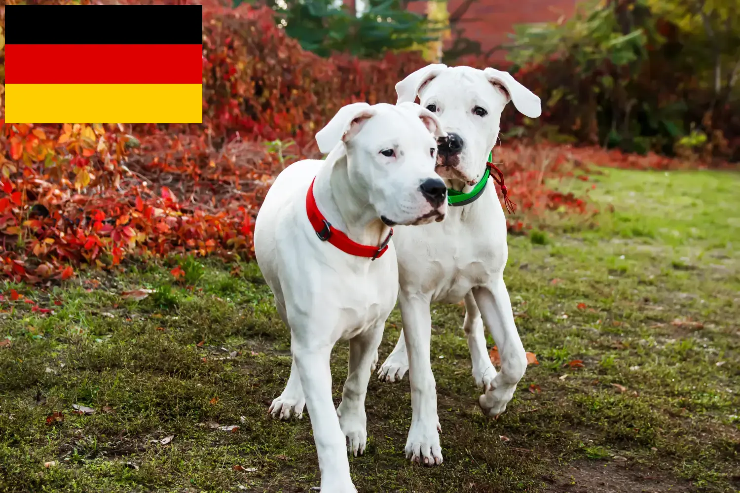 Read more about the article Dogo Argentino crescători și căței în Germania