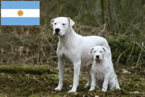 Read more about the article Dogo Argentino crescători și căței în Argentina