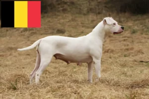 Read more about the article Dogo Argentino crescători și căței în Belgia