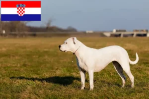 Read more about the article Dogo Argentino crescători și căței în Croația