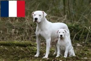 Read more about the article Dogo Argentino crescători și căței în Réunion