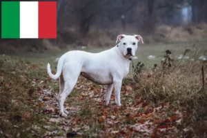 Read more about the article Dogo Argentino crescători și căței în Italia