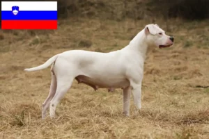 Read more about the article Dogo Argentino crescători și căței în Slovenia