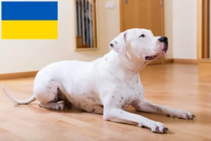 Read more about the article Dogo Argentino crescători și căței în Ucraina