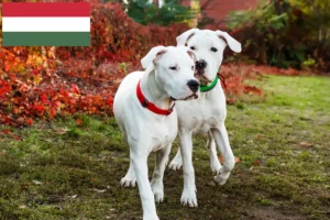 Read more about the article Dogo Argentino crescători și căței în Ungaria