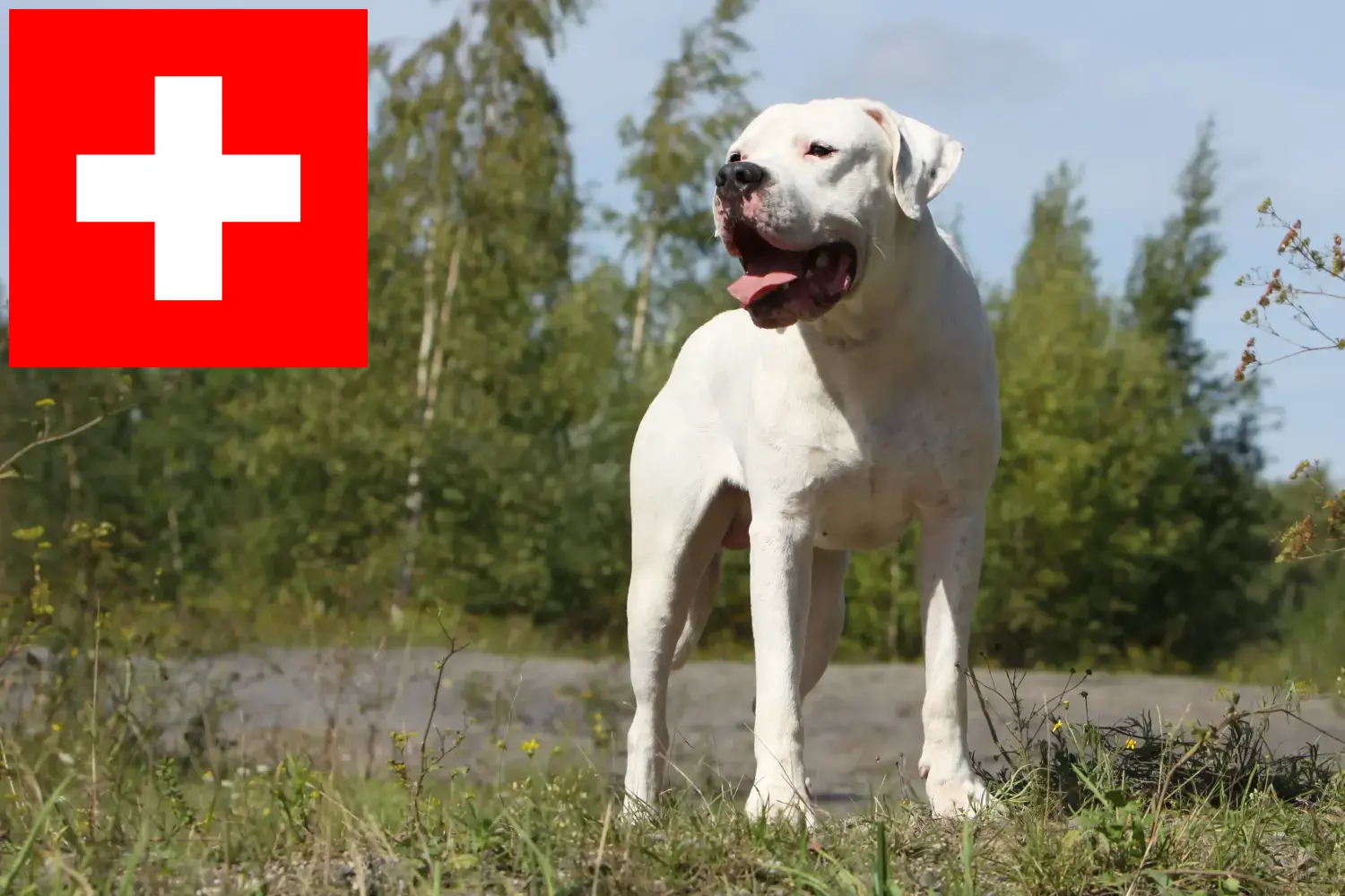Dogo Argentino căței și crescători Elveția Aici puteți găsi crescători de Dogo Argentinos în Elveția.