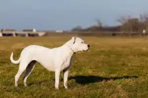 Read more about the article Dogo Argentino crescător