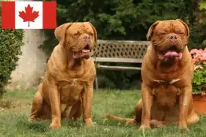 Read more about the article Dogue de Bordeaux crescători și căței în Canada