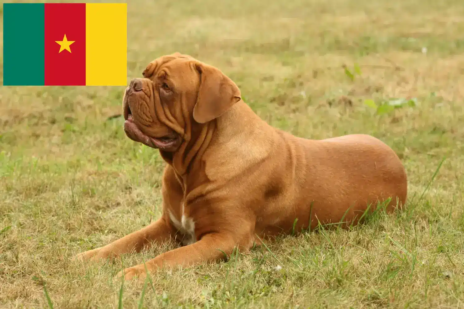 Dogue de Bordeaux căței și crescători Camerun Aici puteți găsi crescători de câini Dogue de Bordeaux în Camerun.