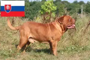 Read more about the article Dogue de Bordeaux crescători și căței în Slovacia