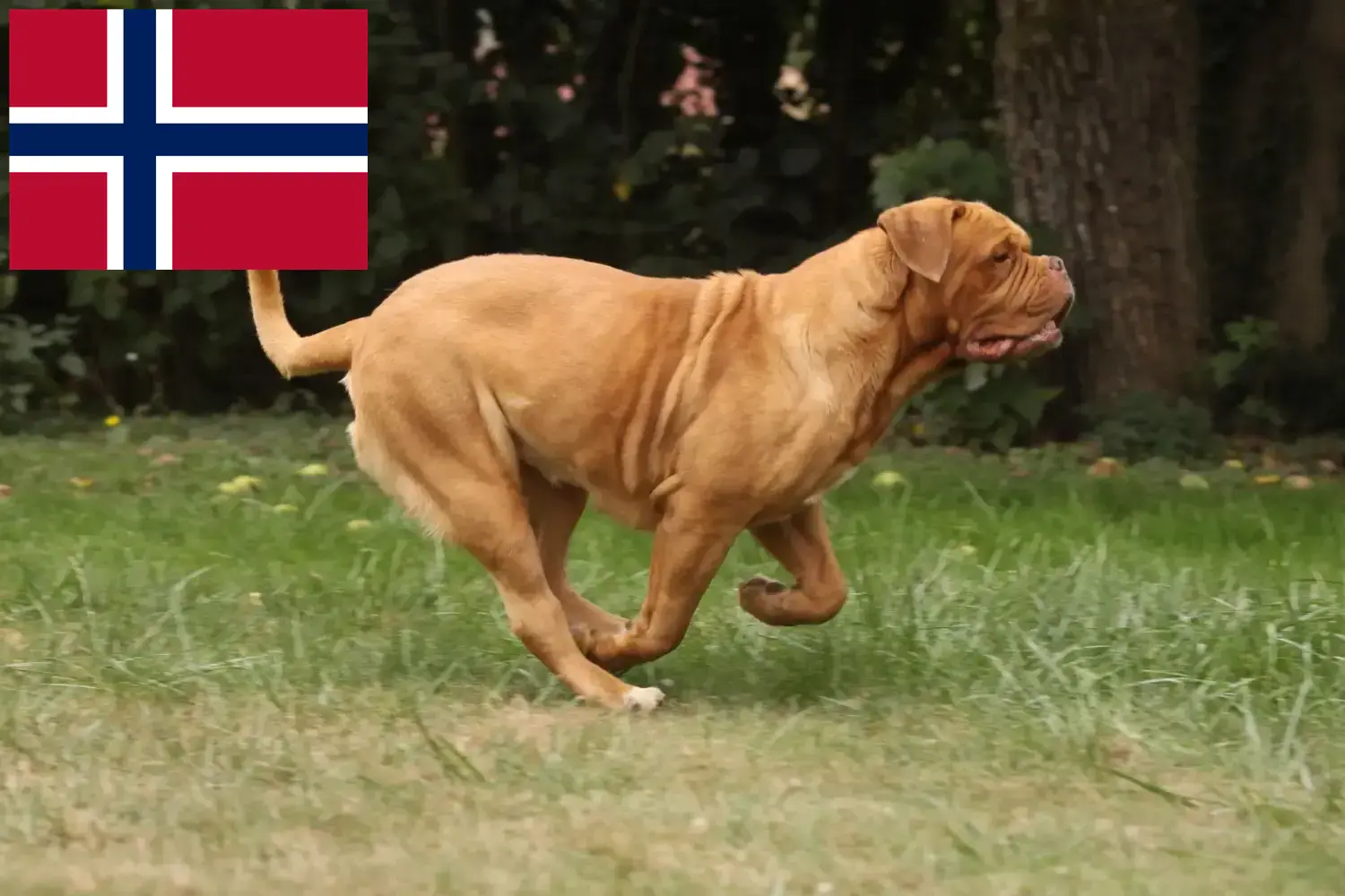 Dogue de Bordeaux căței și crescători Norvegia Aici puteți găsi crescători de câini Dogue de Bordeaux în Norvegia.