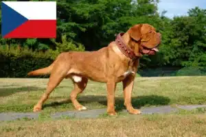 Read more about the article Dogue de Bordeaux crescători și căței în Republica Cehă