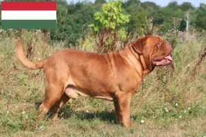 Read more about the article Dogue de Bordeaux crescători și căței în Ungaria