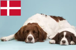 Read more about the article Drentse Patrijshond crescători și căței în Danemarca