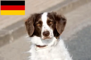 Read more about the article Drentse Patrijshond crescători și căței în Germania