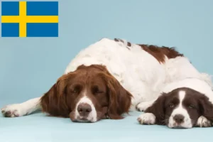 Read more about the article Drentse Patrijshond crescători și căței în Suedia