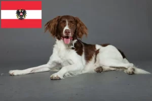 Read more about the article Drentse Patrijshond crescători și căței în Austria
