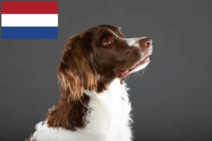 Read more about the article Drentse Patrijshond crescători și căței în Olanda