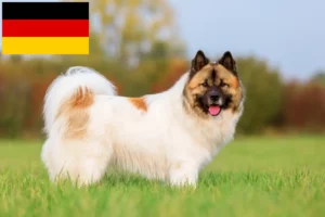Read more about the article Elo crescători și căței în Germania