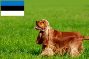Read more about the article Crescători de Cocker Spaniel Englez și căței în Estonia