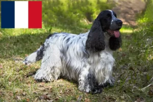 Read more about the article English Cocker Spaniel crescători și căței în Franța