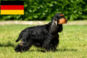 Read more about the article English Cocker Spaniel crescători și căței în Germania