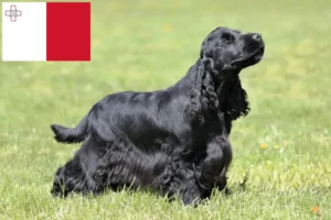 Read more about the article English Cocker Spaniel crescători și căței în Malta