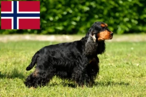 Read more about the article English Cocker Spaniel crescători și căței în Norvegia