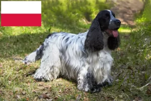 Read more about the article English Cocker Spaniel crescători și căței în Polonia