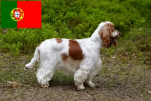 Read more about the article English Cocker Spaniel crescători și căței în Portugalia
