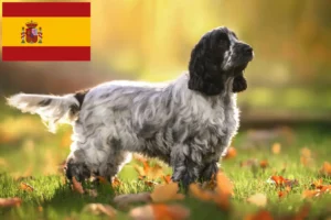 Read more about the article English Cocker Spaniel crescători și căței în Spania