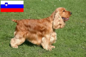 Read more about the article English Cocker Spaniel crescători și căței în Slovenia