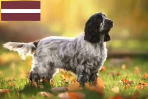 Read more about the article English Cocker Spaniel crescători și căței în Letonia