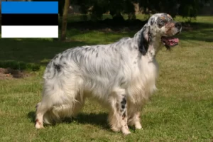 Read more about the article Crescători de Setter Englez și căței în Estonia