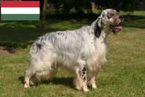 Read more about the article English Setter crescători și căței în Ungaria