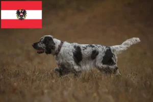 Read more about the article English Springer Spaniel crescători și căței în Austria